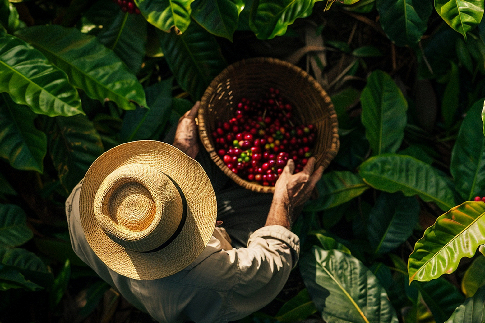 Old World Coffee Roasters – Port80 Case Study tablet banner